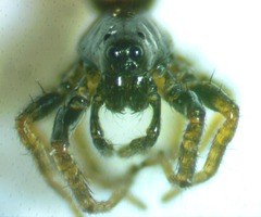 Allocosa funerea