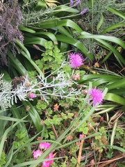 Centaurea cineraria