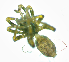 Allocosa funerea