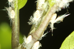 Scolypopa