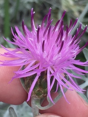 Centaurea cineraria
