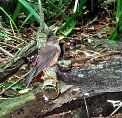 Turdus poliocephalus