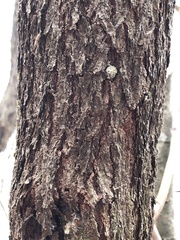 Cercis canadensis
