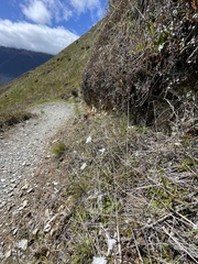 Wahlenbergia albomarginata