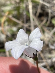 Wahlenbergia albomarginata