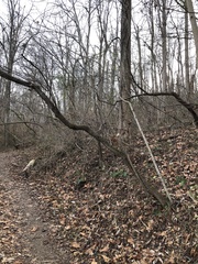 Cercis canadensis