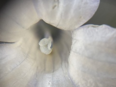 Wahlenbergia albomarginata