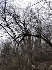 Cercis canadensis