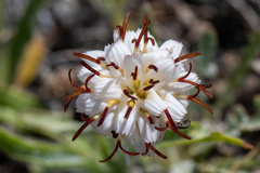 Hypochaeris incana