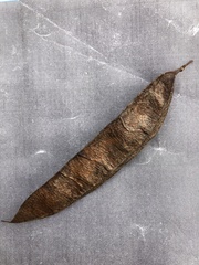 Cercis canadensis