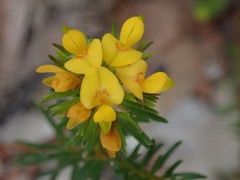 Aotus ericoides