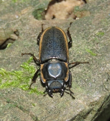 Pycnosiphorus lessonii