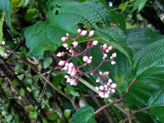 Miconia subcrustulata