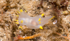Polycera