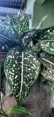 Dieffenbachia