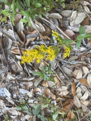 Solidago chapmanii