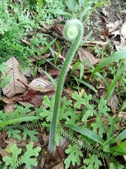 Hypolepis dicksonioides