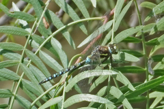 Rhionaeschna marchali