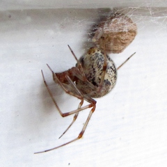 Parasteatoda tepidariorum