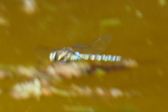 Rhionaeschna marchali