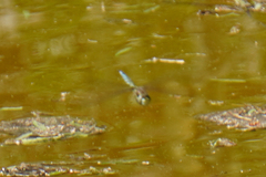 Rhionaeschna marchali