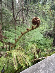 Cyathea cooperi