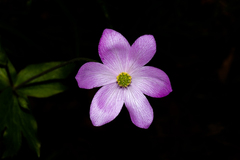 Knowltonia hootae