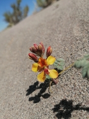 Hoffmannseggia doellii