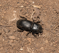 Sclerostomulus nitidus