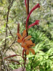 Watsonia meriana