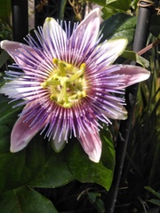 Passiflora alata × caerulea