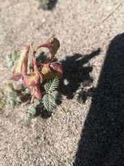 Hoffmannseggia doellii