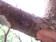 Phaeacius malayensis