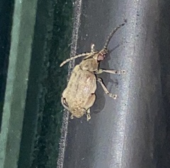 Bruchinae