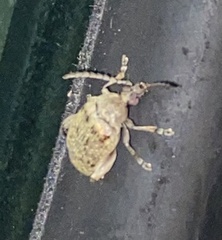 Bruchinae