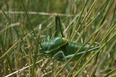Polysarcus denticauda