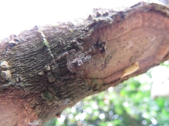 Phaeacius malayensis