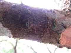 Phaeacius malayensis