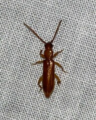 Smodicum cucujiforme