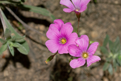 Oxalis arenaria