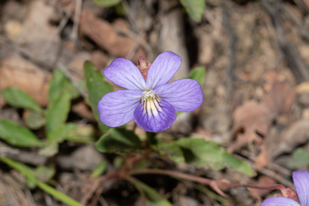 Viola