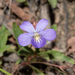 Viola portalesia - Photo (c) Camilo Colilaf, some rights reserved (CC BY-NC), uploaded by Camilo Colilaf