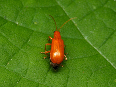 Aulacophorina