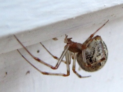 Parasteatoda tepidariorum
