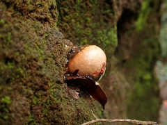 Calostoma cinnabarinum