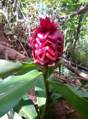 Costus comosus