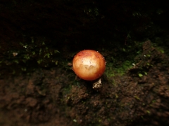 Calostoma cinnabarinum