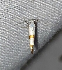 Argyresthia oreasella