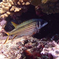 Neoniphon sammara