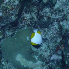 Hemitaurichthys polylepis